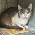 Photo of Rue