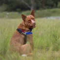 Photo of Red   3 Year Old Kelpie X Cattle Dog (Trial)