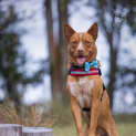 Photo of Red   3 Year Old Kelpie X Cattle Dog (Trial)