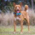 Photo of Red   3 Year Old Kelpie X Cattle Dog (Trial)
