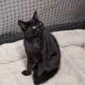 Photo of Zazel **2nd Chance Cat Rescue**