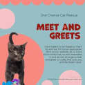 Photo of Zazel **2nd Chance Cat Rescue**