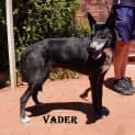 Photo of Vader