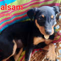 Photo of Balsam