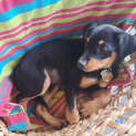 Photo of Balsam