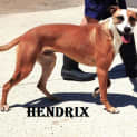 Photo of Hendrix