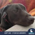 Photo of Jake 2 Year Old Labrador X (Trial)