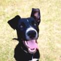 Photo of Phantom