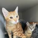 Photo of The Two Sisters (Available From Pet Stock Kingsford)