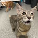 Photo of The Two Sisters (Available From Pet Stock Kingsford)