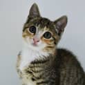 Photo of Shortcake