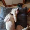 Photo of Missie 