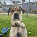 Photo of Harley