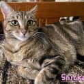 Photo of Snickers