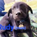 Photo of Rudy