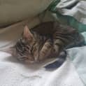 Photo of Hazel And Holly Bonded Kittens