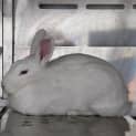 Photo of Blanca   Meet Me @ Pet Stock Milperra
