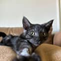 Photo of Pear