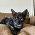 Photo of Pear