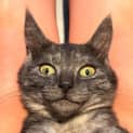 Photo of Pear