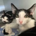 Photo of Grumpy & Sneezy