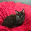 Photo of Nighthawk