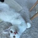 Photo of Olivia