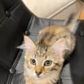 Photo of Milli