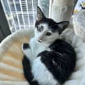 Photo of Patches