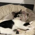 Photo of Patches