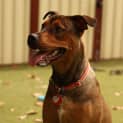 Photo of Pepper