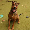 Photo of Pepper