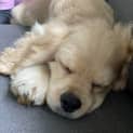 Photo of Anakin