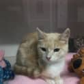 Photo of Clyde