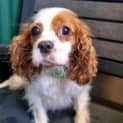 Photo of Maple