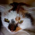 Photo of Crystal