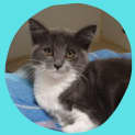 Photo of Flick