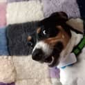 Photo of Freckles 1 Year Old Jack Russell Terrier (Trial)