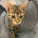 Photo of Bagel