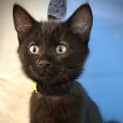 Photo of Toothless
