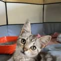 Photo of Calypso