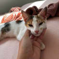 Photo of Callie