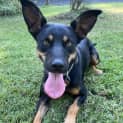 Photo of Dusty   1 Year Old Kelpie (Trial)