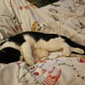 Photo of Juno