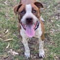 Photo of Goose