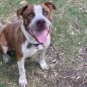 Photo of Goose