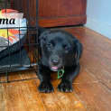 Photo of Roama