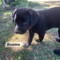 Photo of Roama