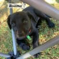 Photo of Roama