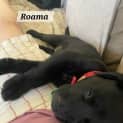 Photo of Roama